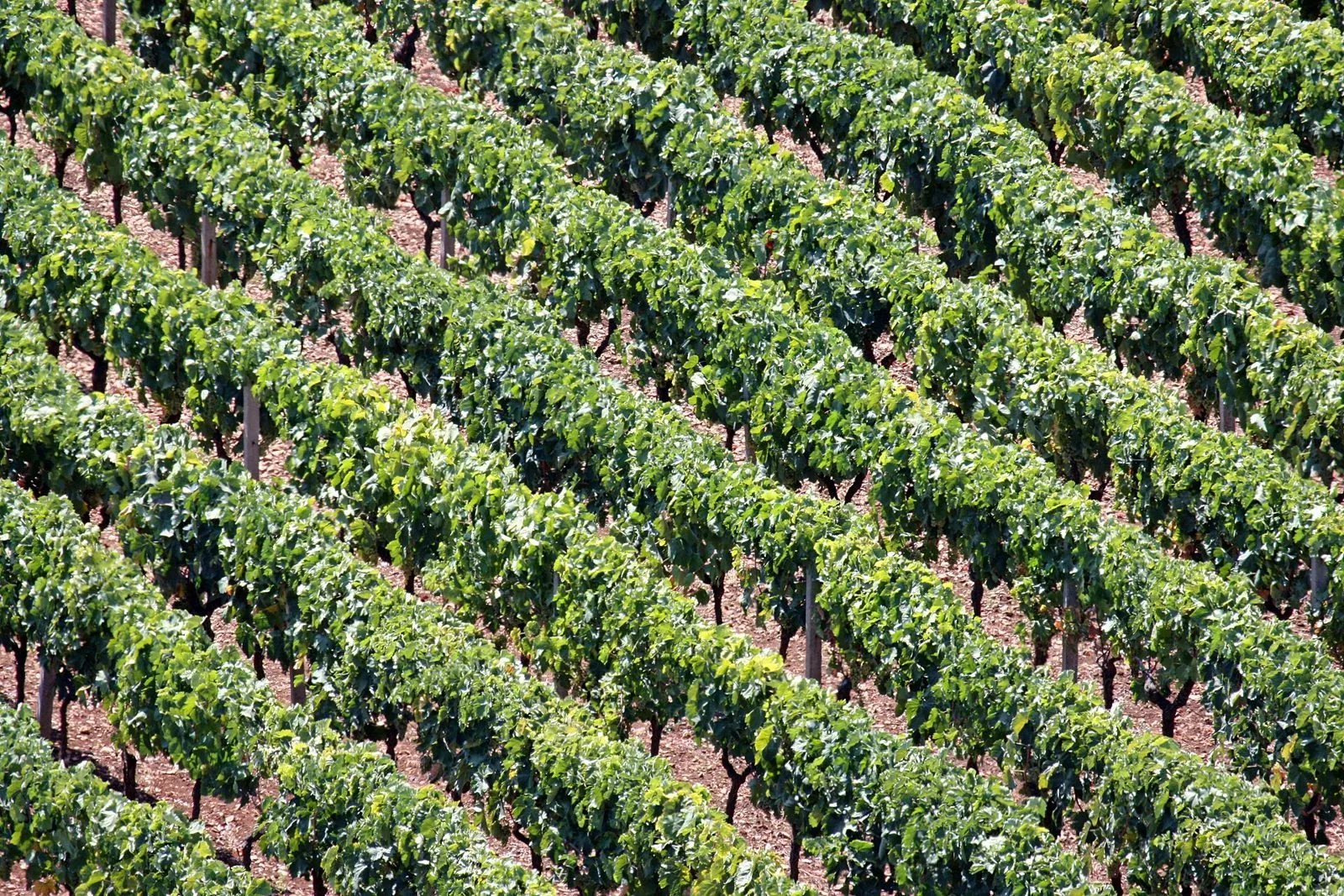 Filari ordinati di viti dal fogliame verde su terra rossa in un vigneto della campagna di Locorotondo, illuminato dal sole